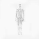 Fashion Mannequin Body Stand , Full Body Transparent Male Mannequin