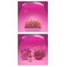 Buy cheap Epistar Chips 50W UFO LED Grow Light for Full Spectrum Plant Growth Product Size Φ330*35mm from wholesalers