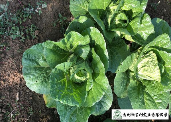 Buy cheap Natural Plant Flat Head Cabbage Improve Digestion Easy Store For Supermarket from wholesalers