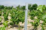 Orchard Plantations Metal Grape Vine Trellis Posts High Strength Eco Friendly