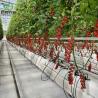 Buy cheap Turnkey Large Intelligent Glass Polycarbnate Board Tomato Greenhouse 1 Piece Min.Order from wholesalers