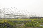 Galvanized Steel Frame Tunnel PE Film Greenhouse Single Span For Agriculture