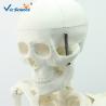 Buy cheap 180cm Tall Human Anatomical Skeleton Educational Model Life Size VIC-101 from wholesalers