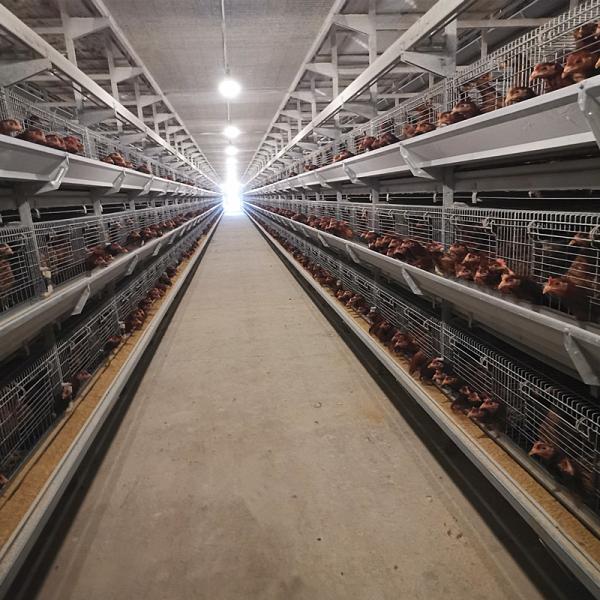 Buy cheap 650x1250x2220mm Battery Poultry Cage H Type Automatic For Layer from wholesalers