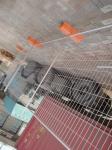 AS4687-2007 Secure Temporary Fencing / Galvanized Temporary Fencing