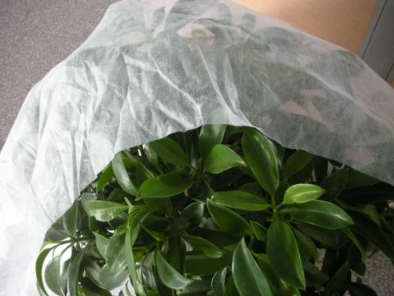 Spunbond Nonwoven Fabric for Traditional Design Packaging Bags After-sale Service NONE