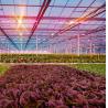 Buy cheap US Float Single Span Greenhouse for Vegetables/Fruits/Flowers and Return refunds from wholesalers