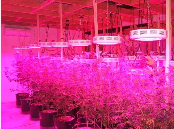 Buy cheap CIDLY super UFO led light 75*3W greenhouse 150w full spectrum UFO LED grow light for veget from wholesalers