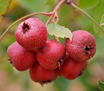 Buy cheap Hawthorn Fruit P.E. Total flavone5%-90%, Cardiovascular Health ,Promoting digest , Chinese manufacturer hot sale from wholesalers