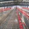 Buy cheap 100 Sow 2.4*0.6m pen Piggery Farm Equipment from wholesalers