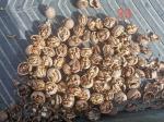 Amazon hot sale Factory direct sales 185/33/xin2/xingfu walnut and walnut