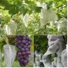 Buy cheap Waterproof Plant Protection Bag To Protect Grapes Vegetable Practical from wholesalers