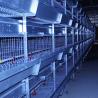 Buy cheap 195 * 50 * 35CM Baby Chick Cage , Automatic Battery Cage System Low Disease from wholesalers