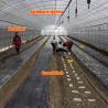 Buy cheap Agriculture Chinese Organic Mushroom Shitake Green House Single-span Blackout Greenhouses With Shade Net from wholesalers