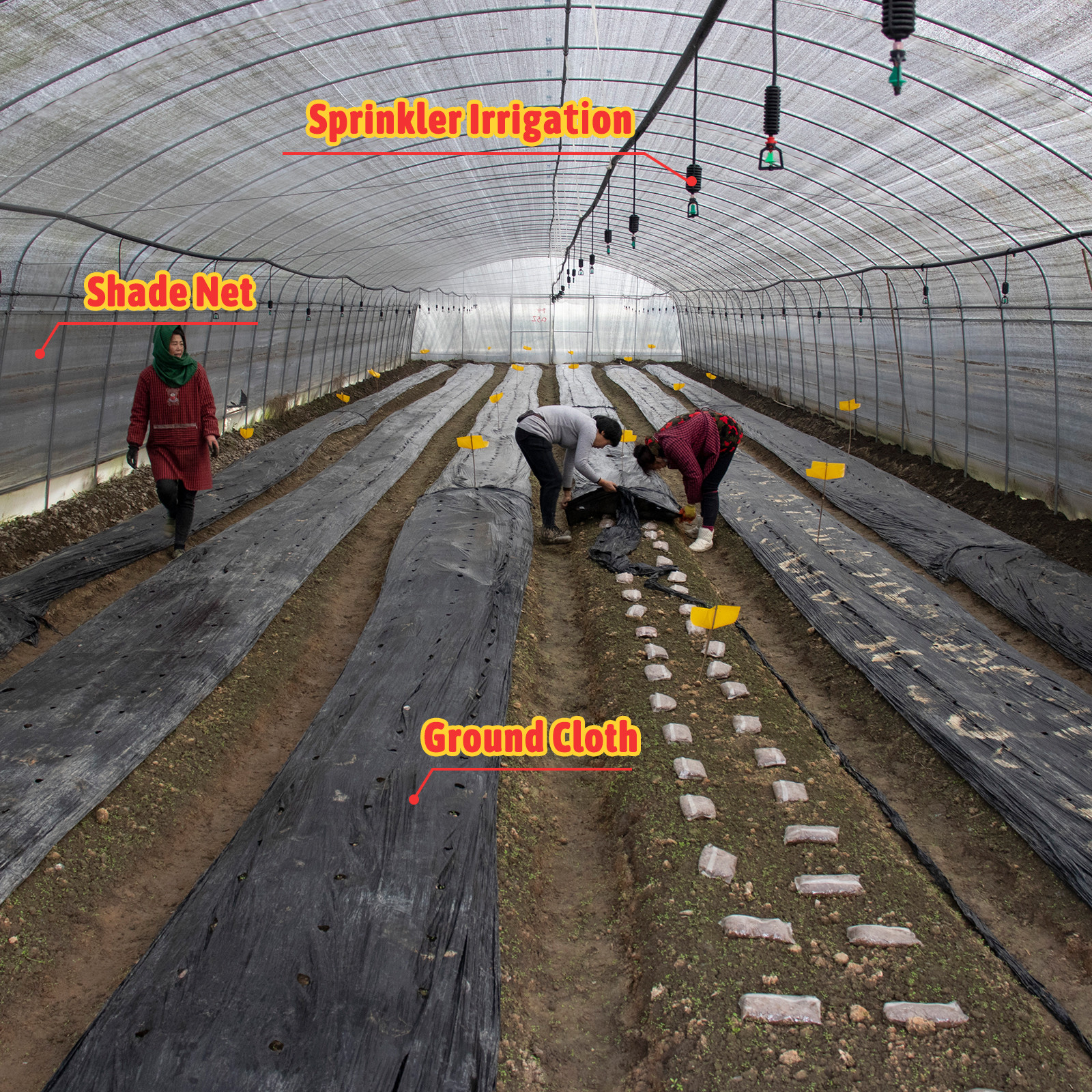 Metal Frame Tunnel Greenhouse With Ventilated Serre Agricole Plant Tunnel Greenhouse Increase Yield And Quality Cost-Effective