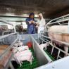 Buy cheap Hot Dip Galvanized Steel Sow Farrowing Crate Pens 2.4*1.8m from wholesalers