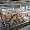 Buy cheap Automatic H Type Battery Cage Poultry Drinking System from wholesalers