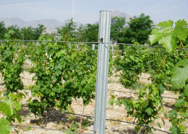 Buy cheap Wine Chateau Plant Support Posts 54x30x1.5mm 7ft Height Corrosion Resistance from wholesalers