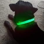 USB Rechargeable Light Up Dog Collar , LED Flashing Dog Collar Night Visible