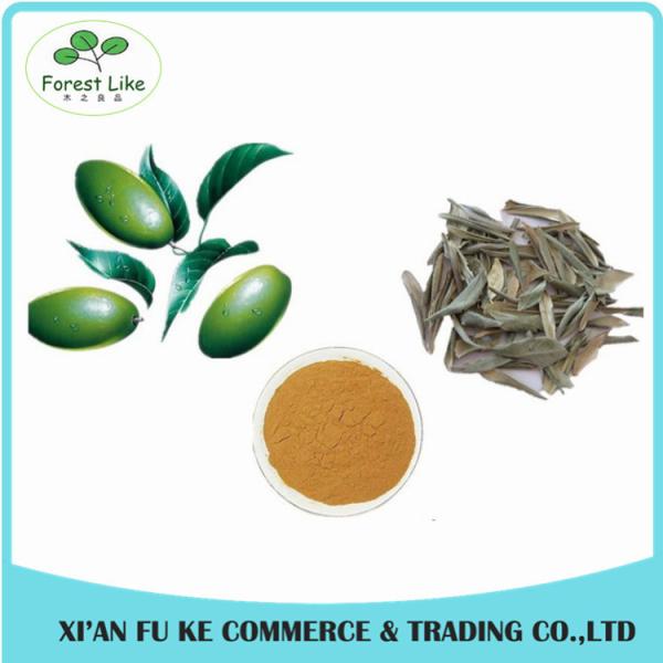 Quality High Quality Olive Leaf Extract Oleuropein 25% for sale