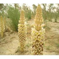 Buy cheap Cistanche Deserticola P.E.,Phenylethanoid glycosides, Echinacoside, Ginseng P.E. product