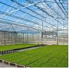 Buy cheap Polycarbonate Hollow Board Glass Industrial Outdoor Multispan Glass Professional Dutch Greenhouse For Flower Planting from wholesalers