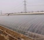 Anti-Drip Fogging Film Greenhouse for Flowers Temporary Heating Method Included