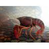 Buy cheap 19 Gauge Crawfish Wire Mesh PVC Coated Saltwater Resistant from wholesalers
