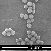 Buy cheap Polymer Magnetic Polymer Beads For Immunodiagnosis 300nm 10 mg / mL 5 mL product