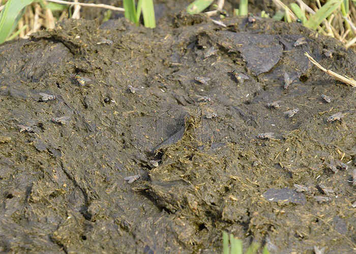 Farm Poultry Manure Chain Plate Type Compost Turner For Natural Fertilizer