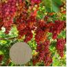 Buy cheap PH7-9 Amino Acid Chelate Fertilizer Based Organic Calcium Magnesium from wholesalers