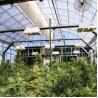 Buy cheap Pc Sheet Cannabis Blackout Light Deprivation Greenhouse Agriculture Plants Growing from wholesalers