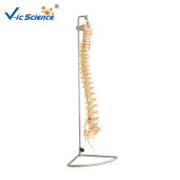 Buy cheap Vertebral Column 80x32x39cm Anatomical Skeleton Model product