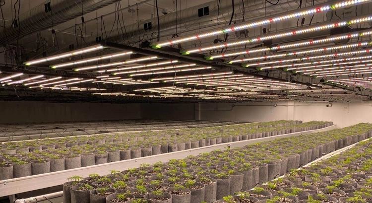IP65 1809μMol/S 600 Watt LED Grow Lights