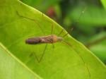 Low Toxic Agricultural Insecticide Thiamethoxam Agriculture Chemical Thiamethoxa