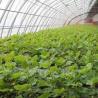 Buy cheap Commercial Hydroponic Greenhouse for Cucumber Planting Heating Method Temporary Heating from wholesalers