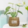Buy cheap Ornamental Small Items Artificial Potted Floor Plants Philodendron Birkin from wholesalers