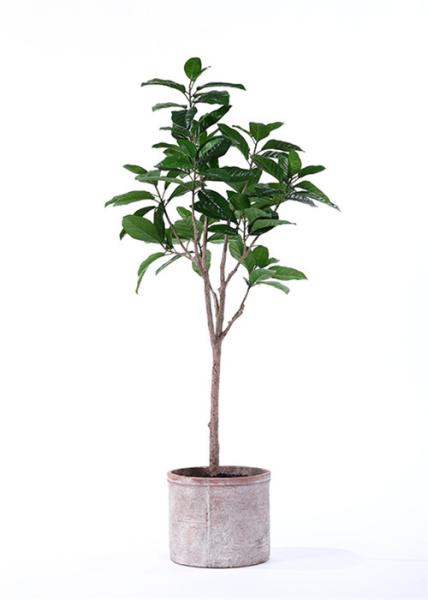 Buy cheap Traditionally Potted Ficus Tree Subtle Tropical Feel Inspired By Nature from wholesalers