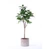 Buy cheap Traditionally Potted Ficus Tree Subtle Tropical Feel Inspired By Nature from wholesalers