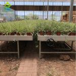 ABS Panel Ebb Flow Tray Medical Plants Greenhouse Rolling Benches Single Layer