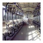 Electronic 2300L/min Goat Milking Parlor Fish Bone Type