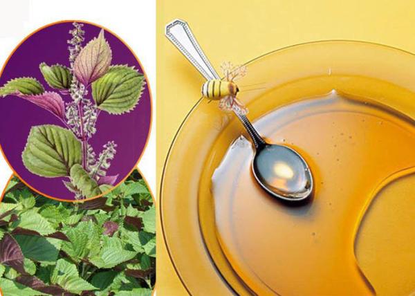 Buy cheap Hot Pressed Healthy Edible Oil Perilla Oil Suitable For Seasoning Cooking from wholesalers