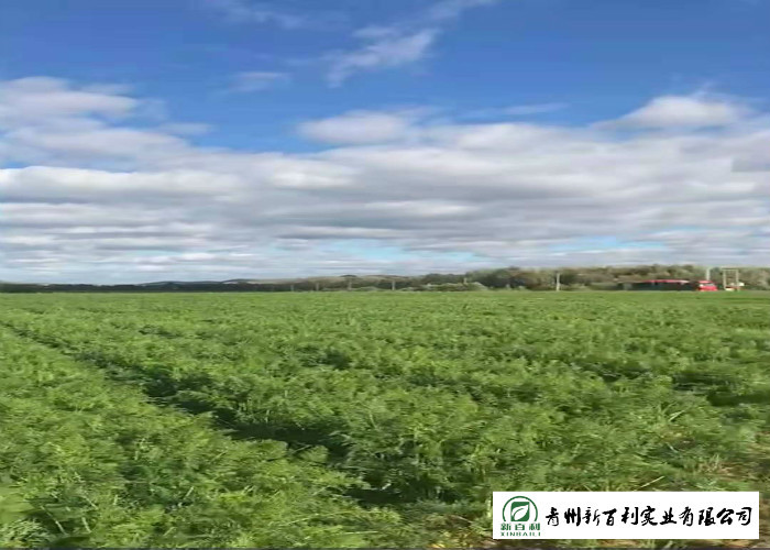 HACCP / GAP Standard Fresh Organic Carrots Own Plantation Supply To Supermarket