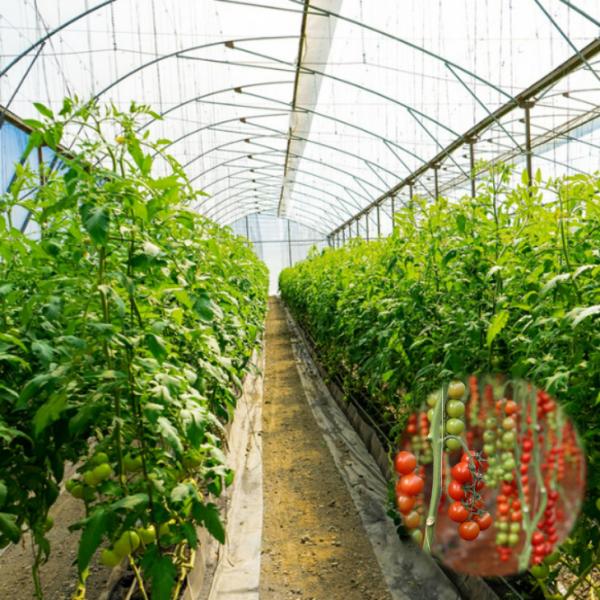 Buy cheap ISO9001 Side Ventilation System Tunnel Plastic Greenhouse Single Span from wholesalers