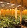 Buy cheap 8 Bar 10 Bar 600w 800w 720w Indoor LED Grow Lights Plant Lights For Indoor Plants Hydroponic from wholesalers