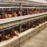 Buy cheap Corrosion Resistance Open House Battery Cage System , Durable Layer Farming Cage from wholesalers