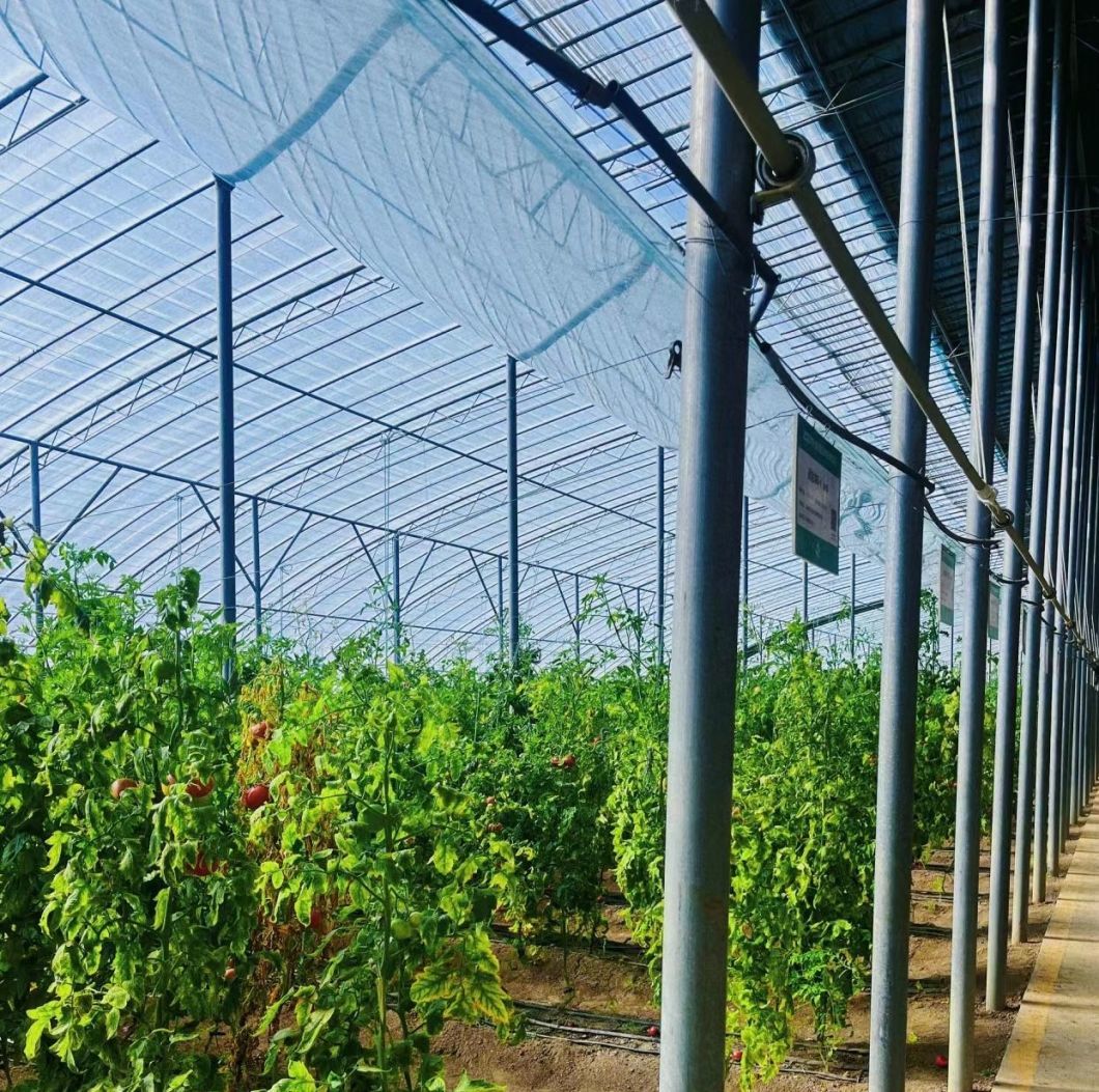 China Origin Snow Vibrator Greenhouse for Agriculture