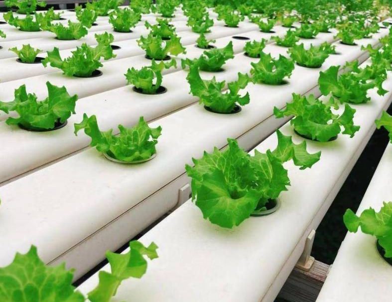 Customizable Multi-Span Hydroponic Greenhouse System