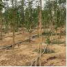 Buy cheap Natural Bamboo Plant Support Stakes for Indoor Plants, Bamboo Sticks Poles Garden Bamboo Stake 40cm 595cm from wholesalers