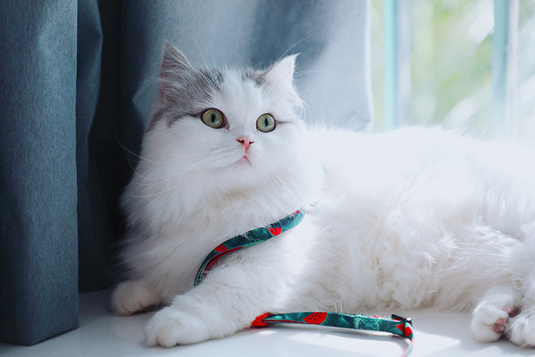 Sublimation Large Cat Harness And Leash Cat Halter For Walking